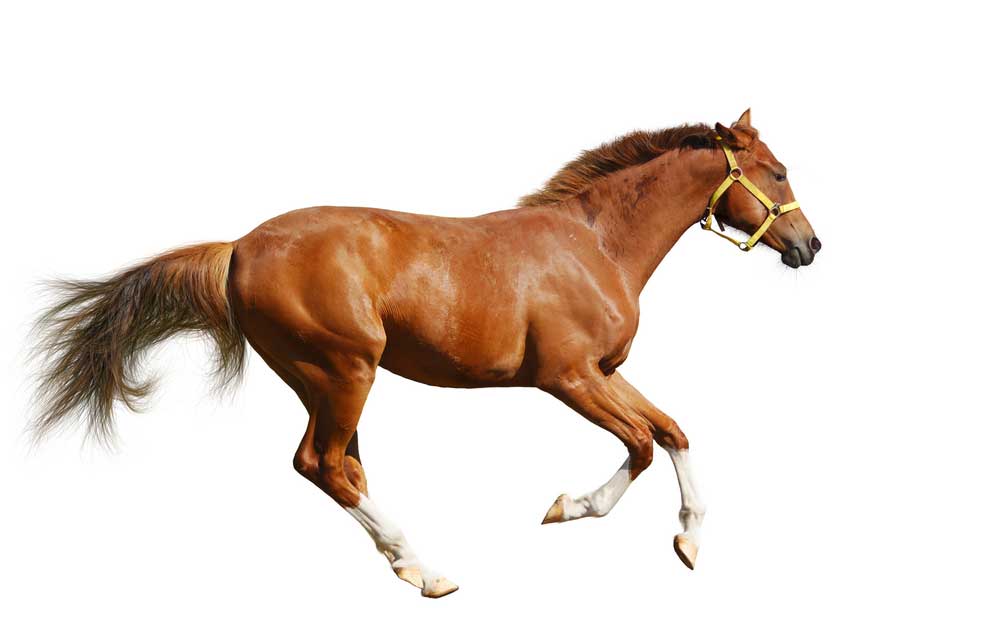 picture of racehorse