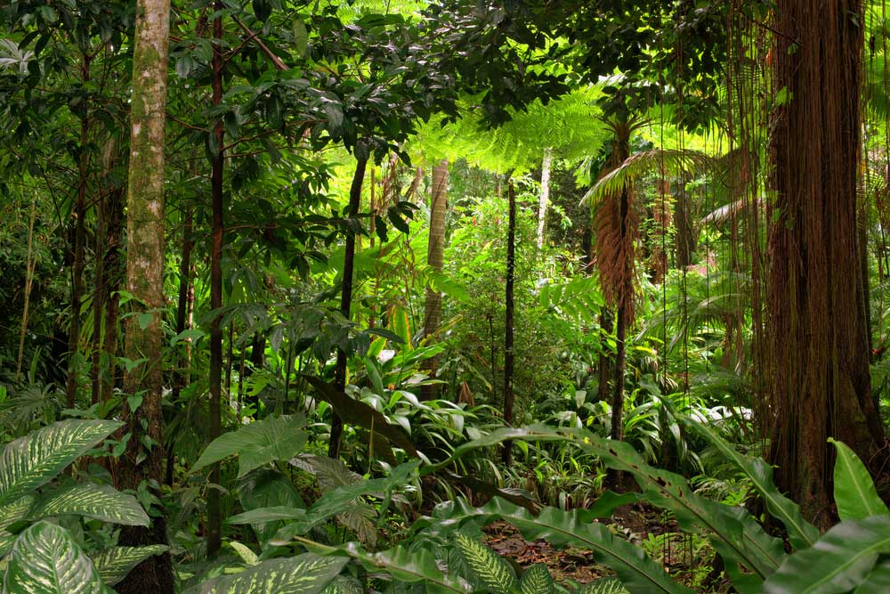 picture of rainforest