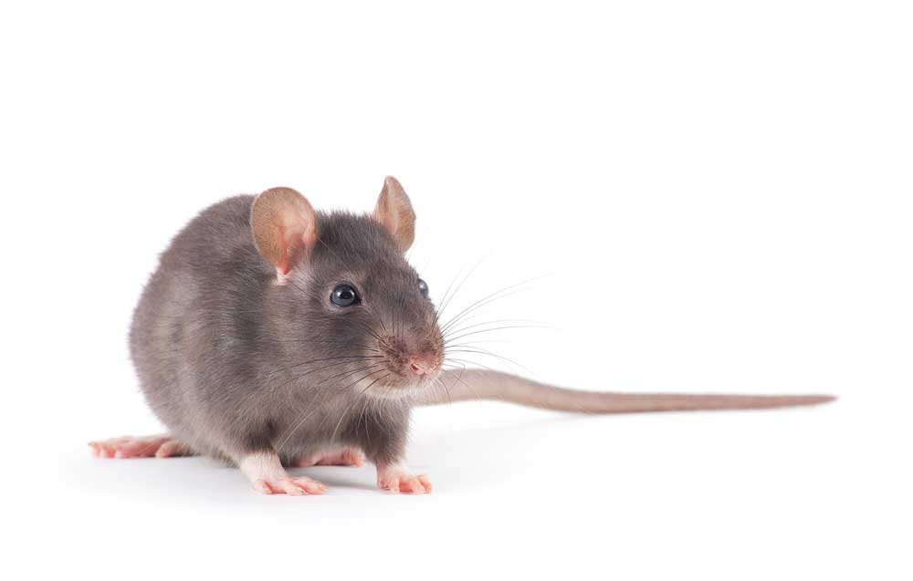 picture of rat