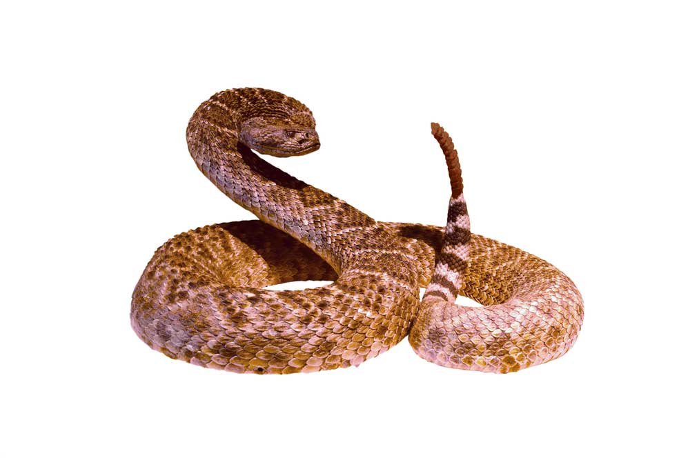 picture of rattlesnake