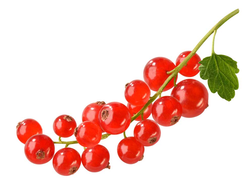 picture of redcurrant