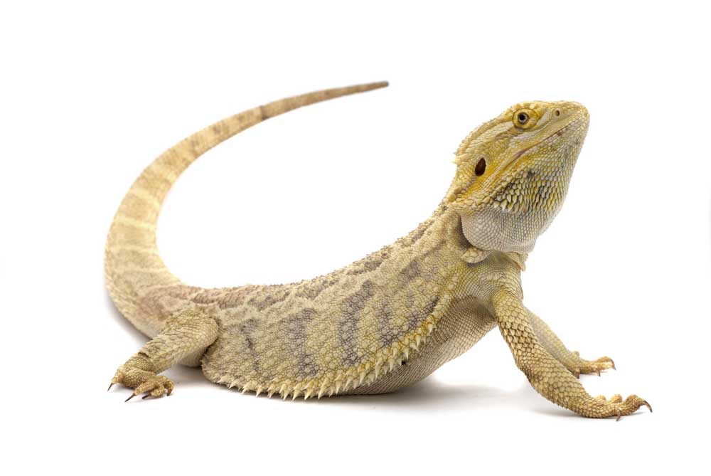 picture of reptile