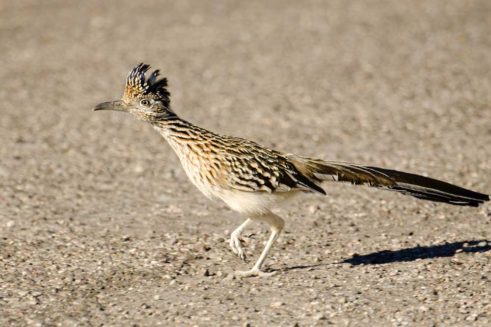 picture of roadrunner