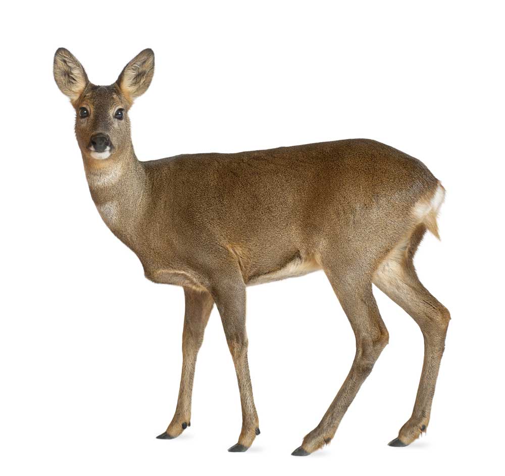 picture of roe deer