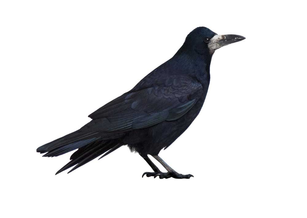 picture of rook