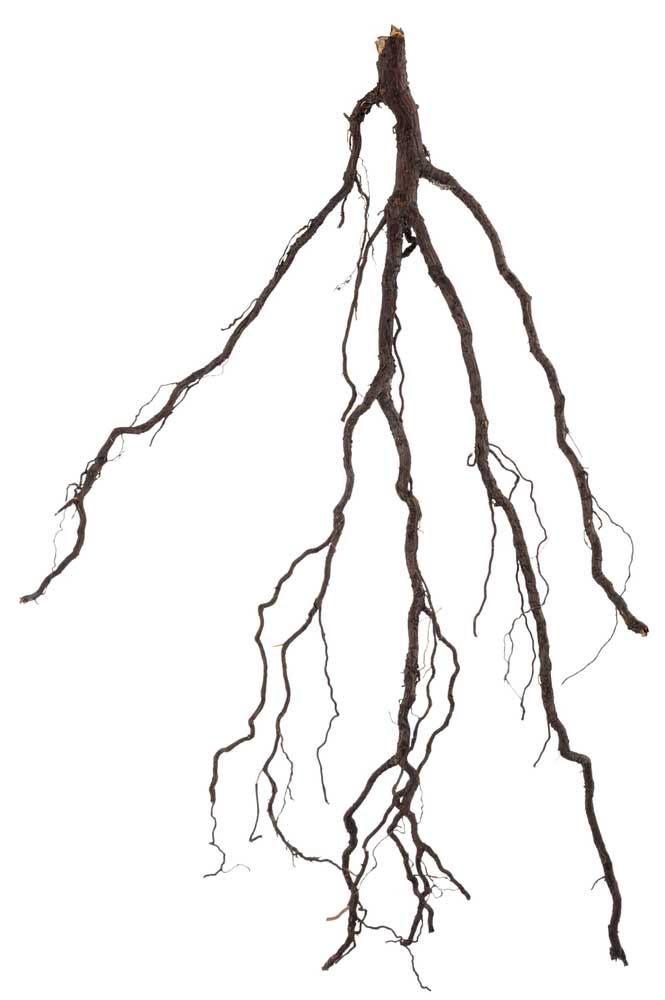 picture of root