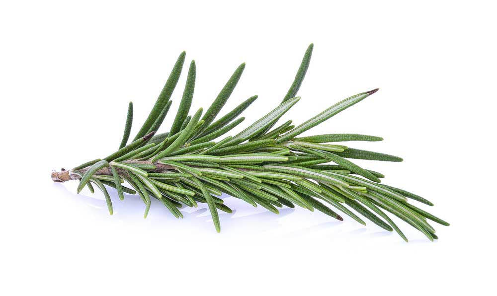 picture of rosemary