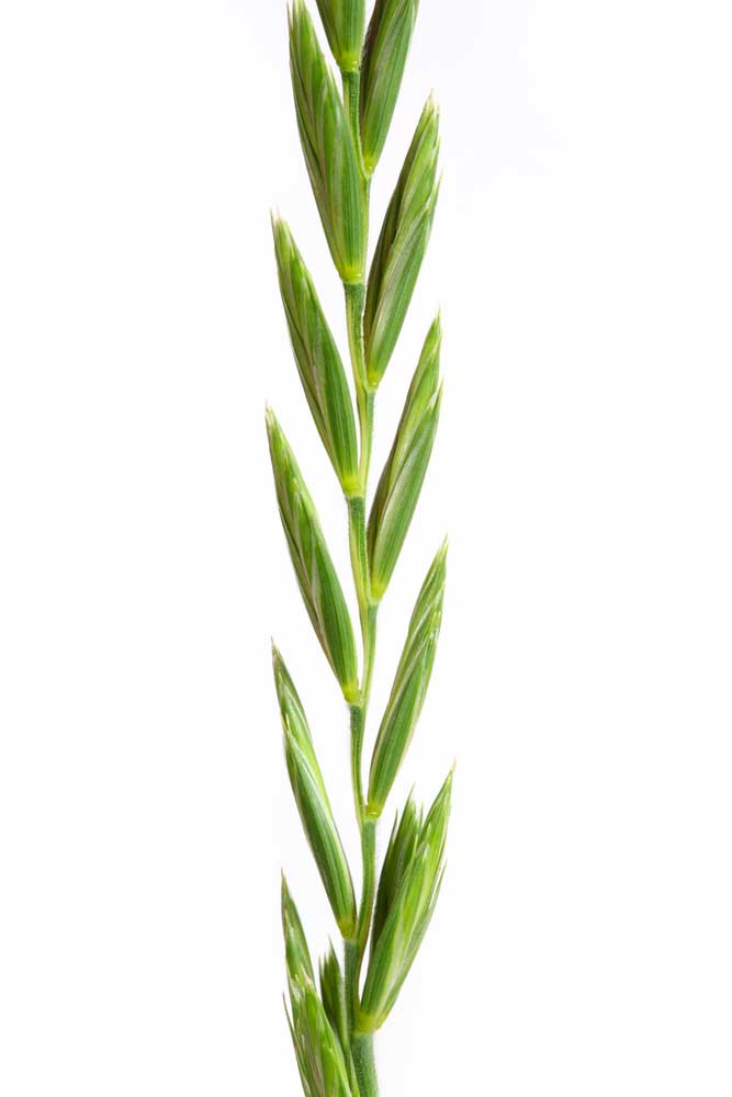 picture of rye-grass