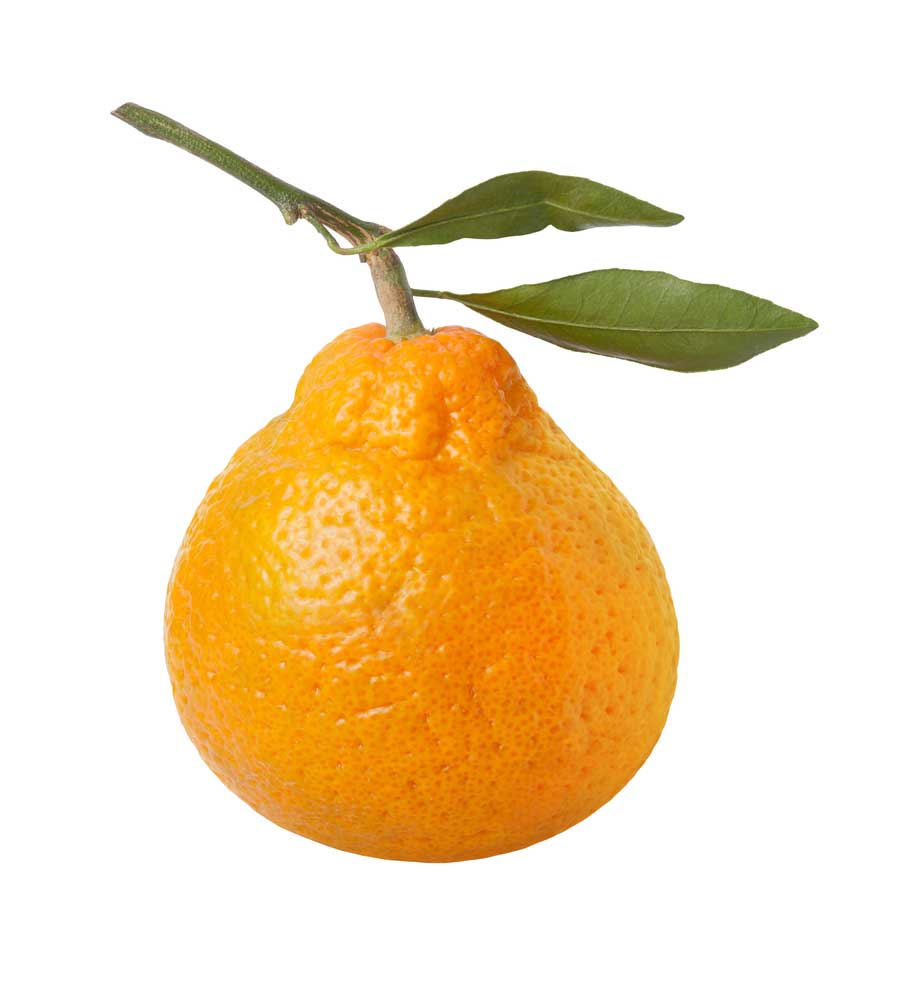 picture of satsuma