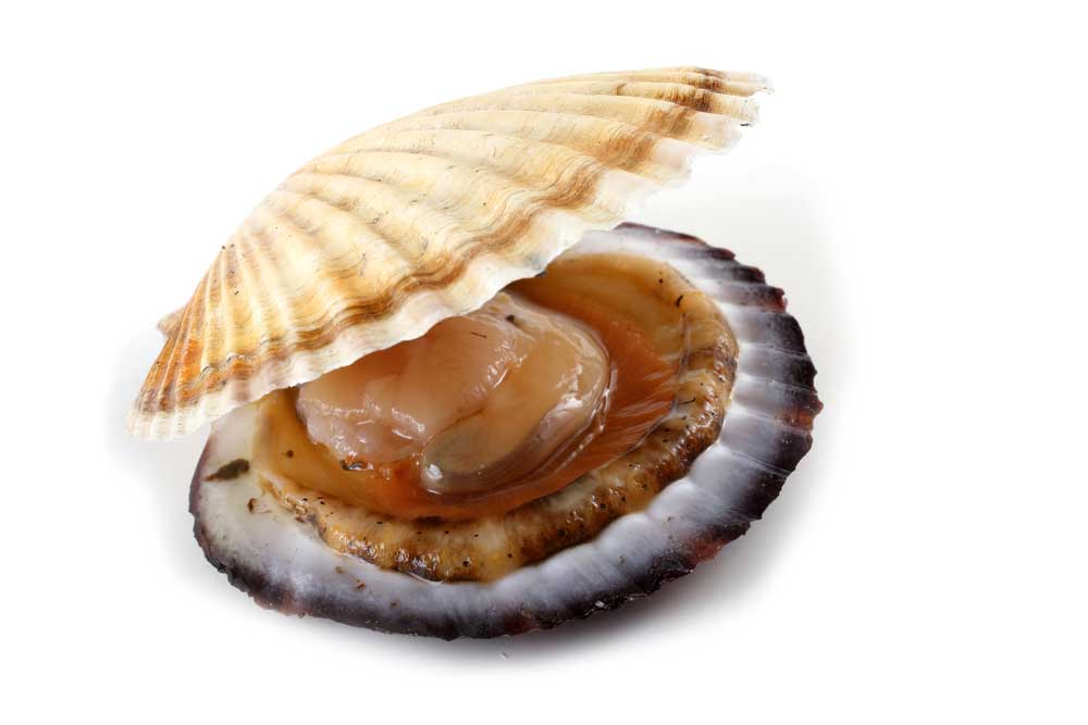 picture of scallop