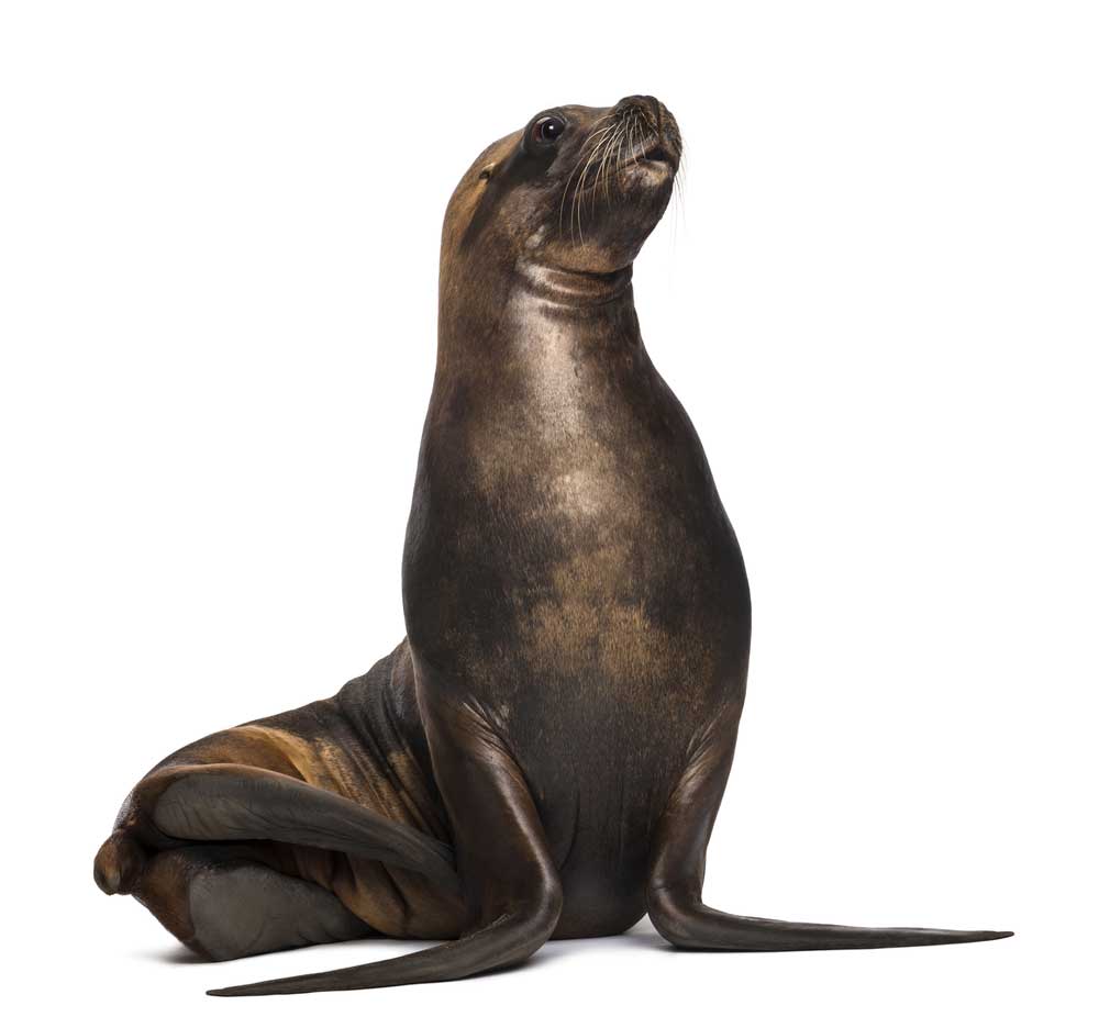 picture of sea lion