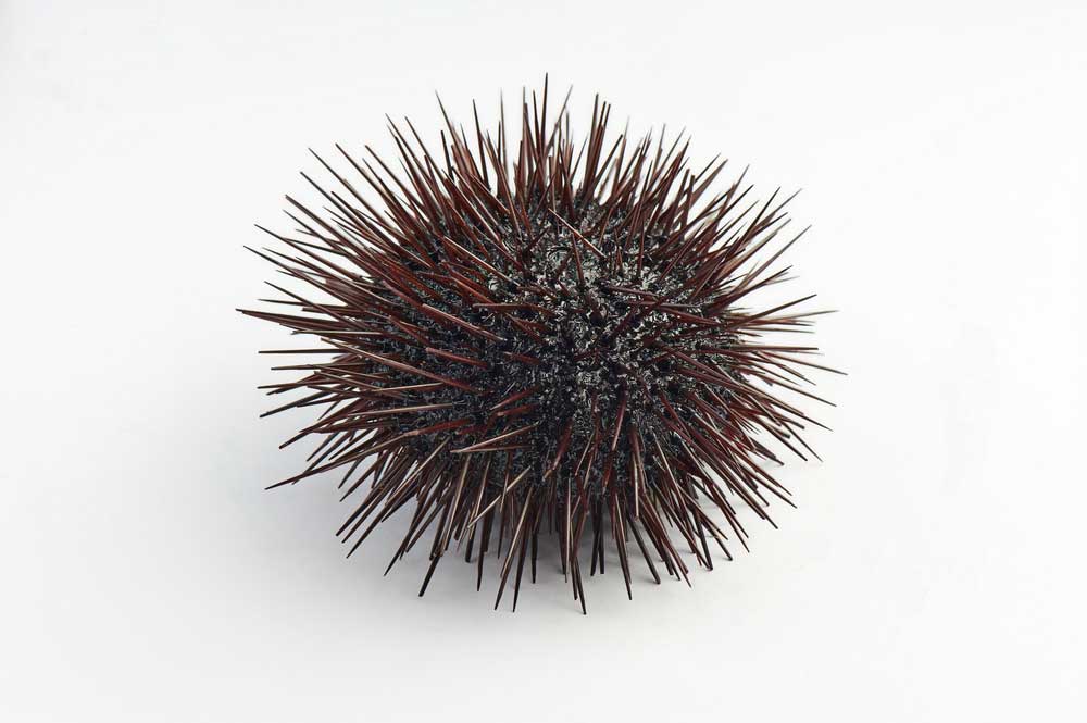 picture of sea urchin