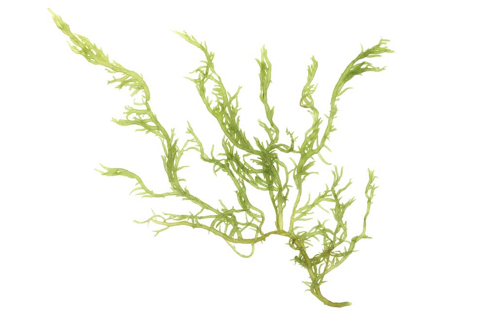 picture of seaweed