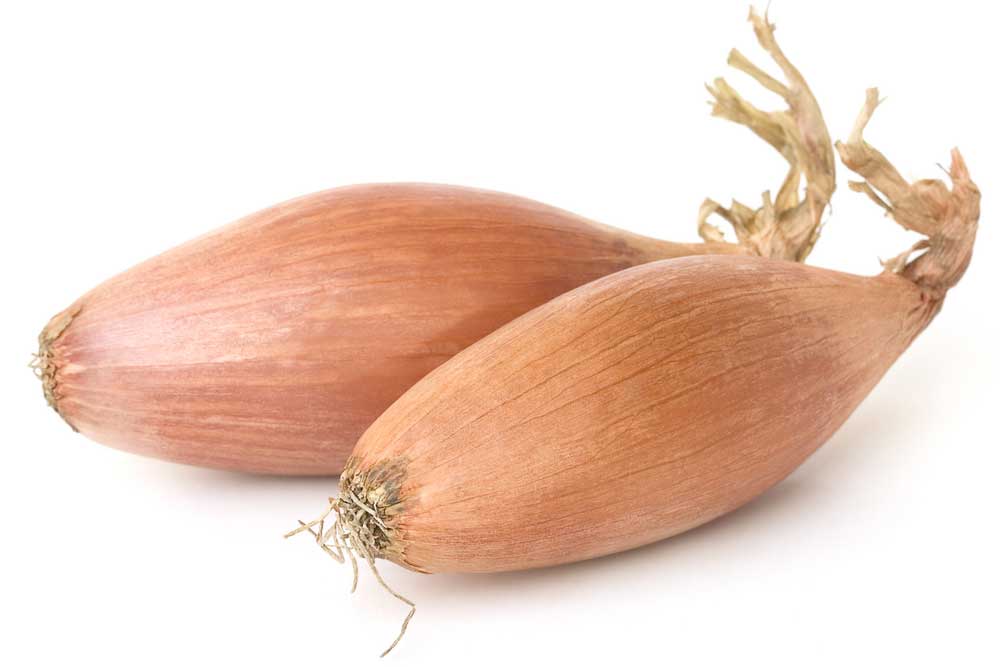 picture of shallot