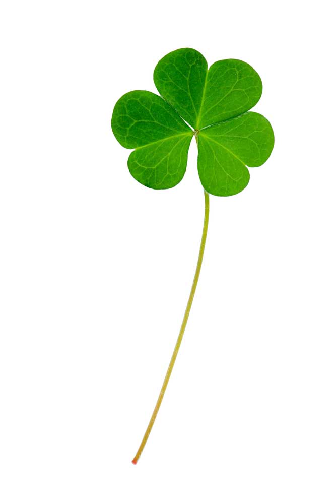 picture of shamrock