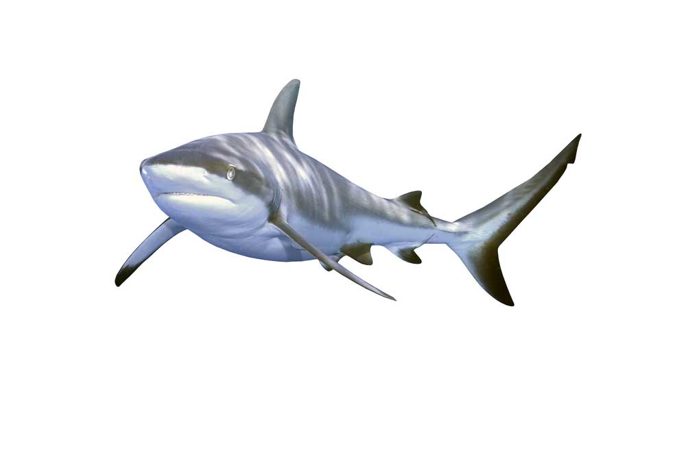 picture of shark