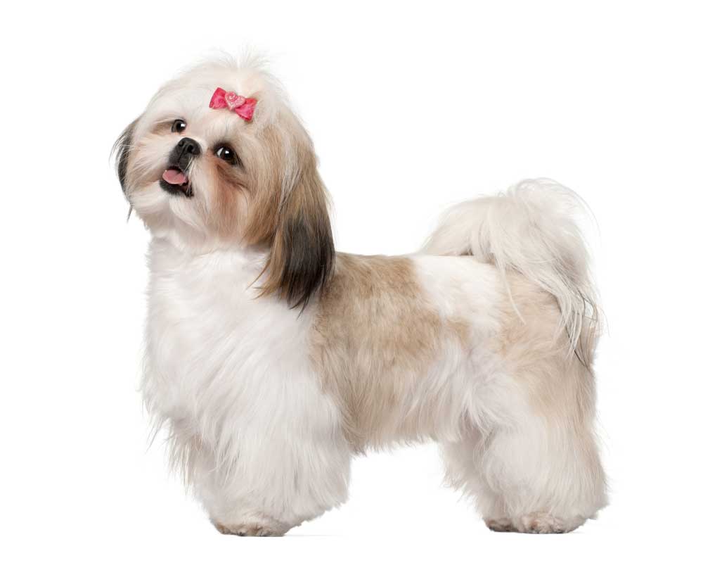 picture of shih-tzu