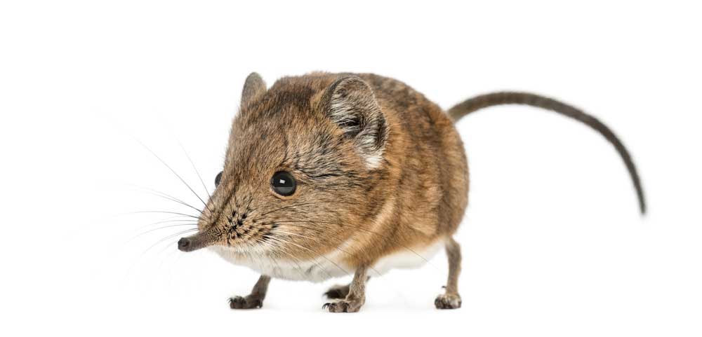 picture of shrew