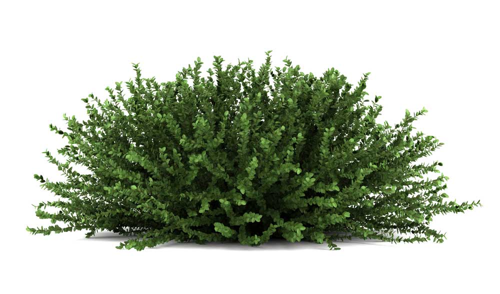 picture of shrub