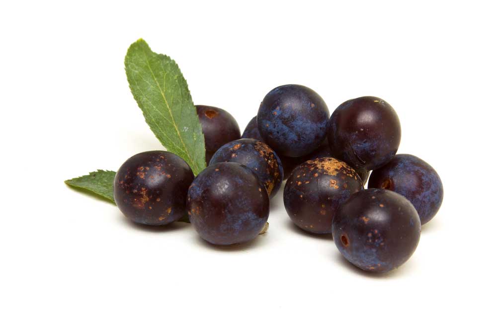 picture of sloe