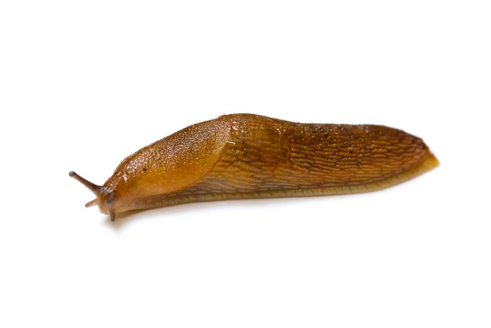 picture of slug