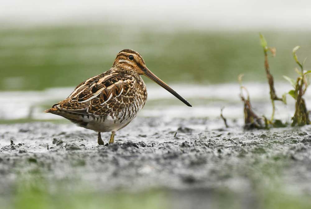 picture of snipe