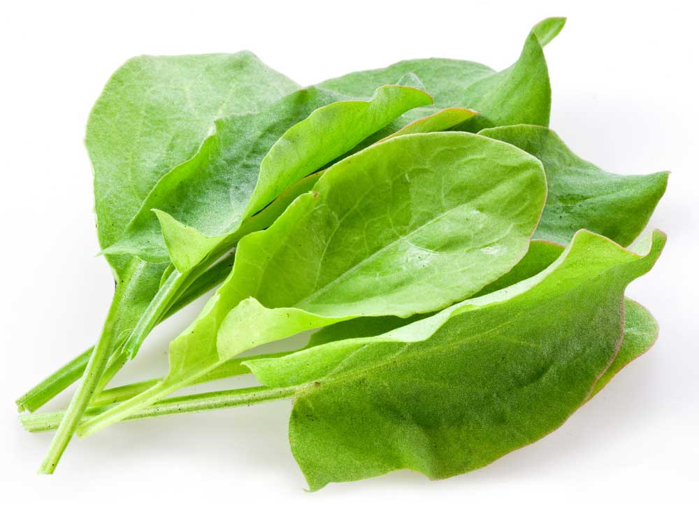 picture of sorrel