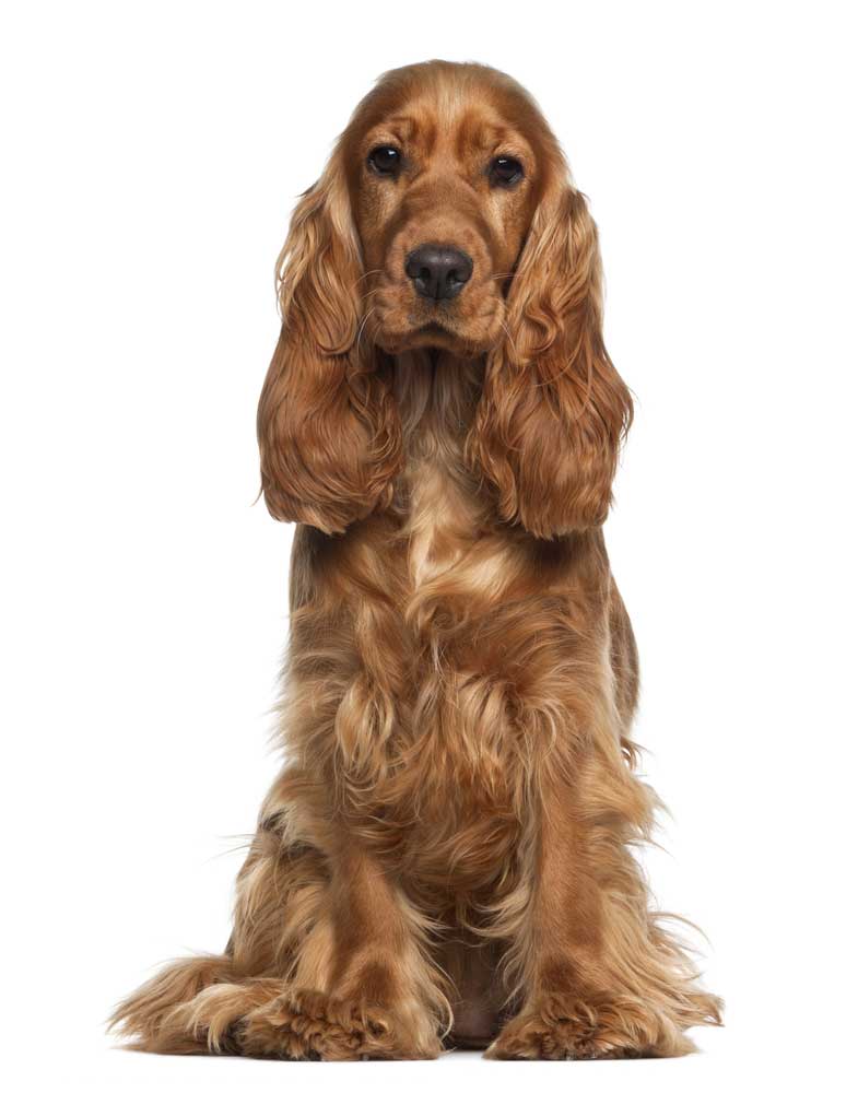 picture of spaniel