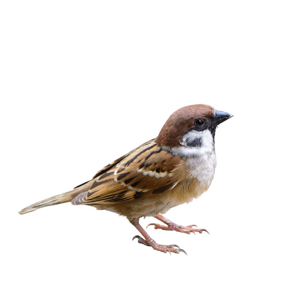 picture of Sparrow