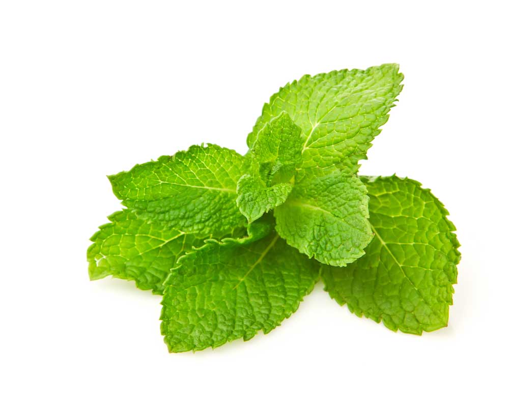 picture of spearmint