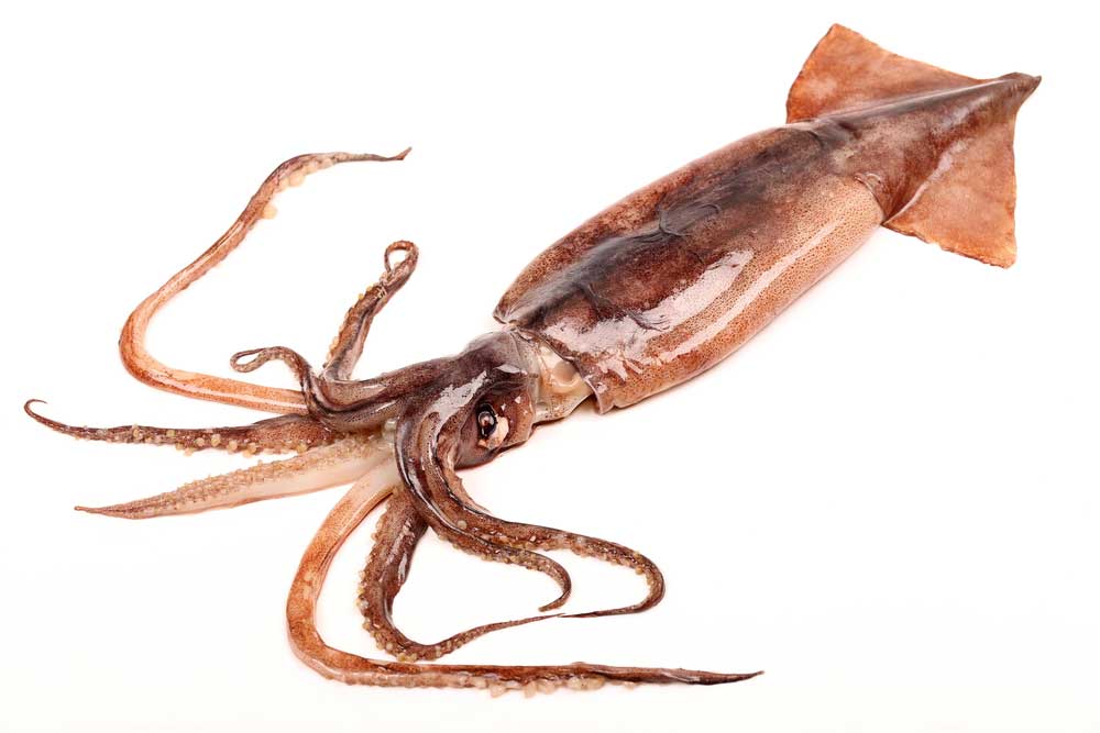 picture of squid