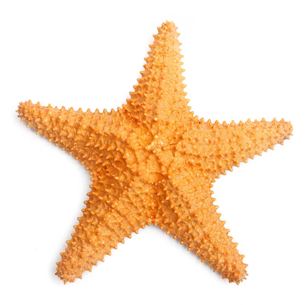 picture of starfish