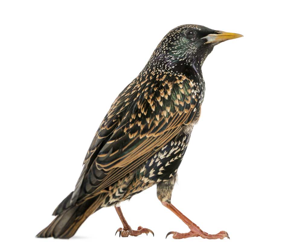 picture of starling