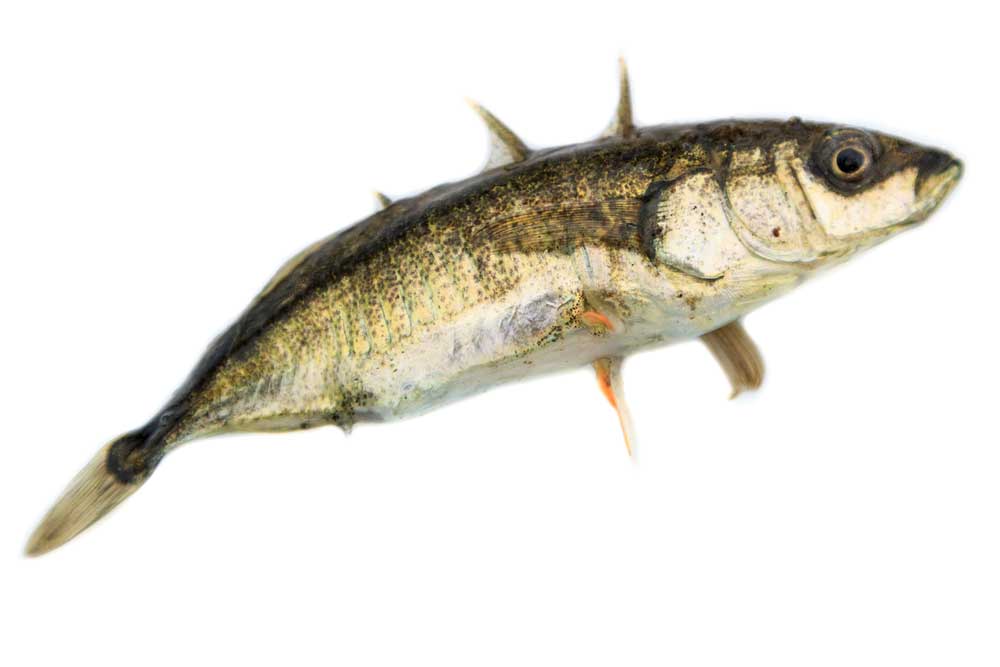 picture of stickleback