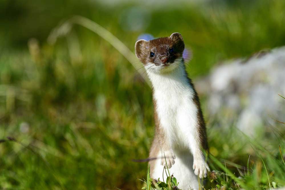 picture of stoat