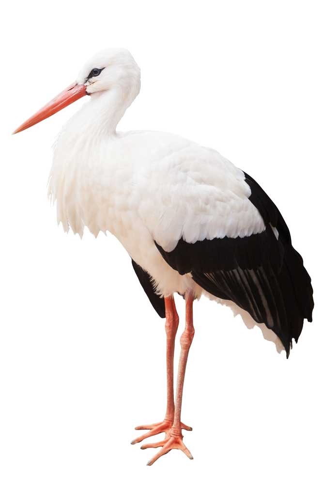 picture of stork