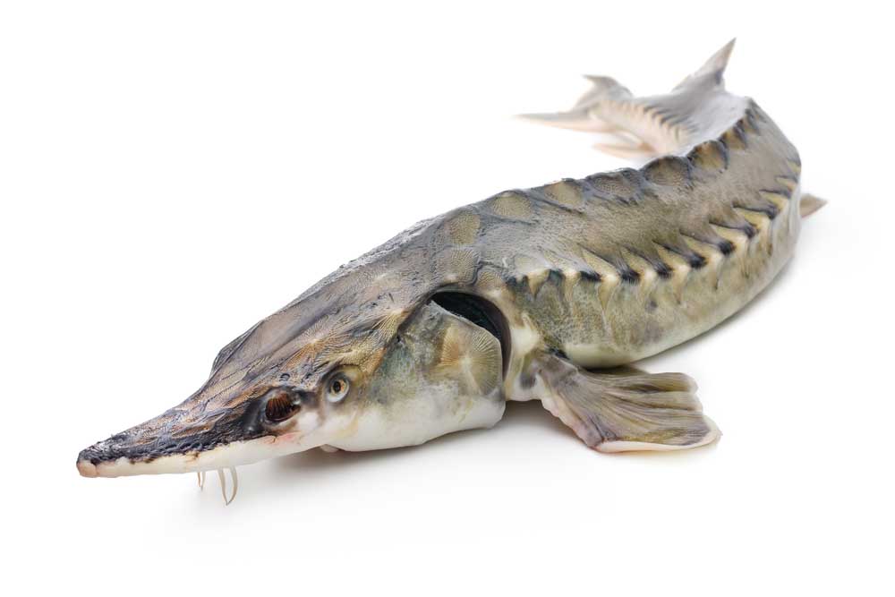 picture of sturgeon