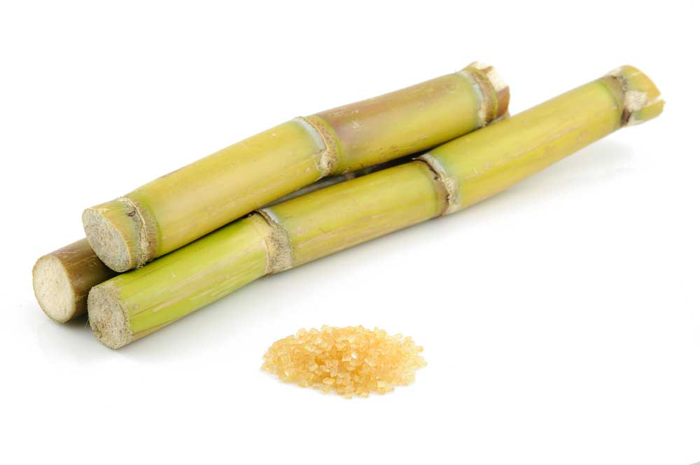 picture of sugar-cane