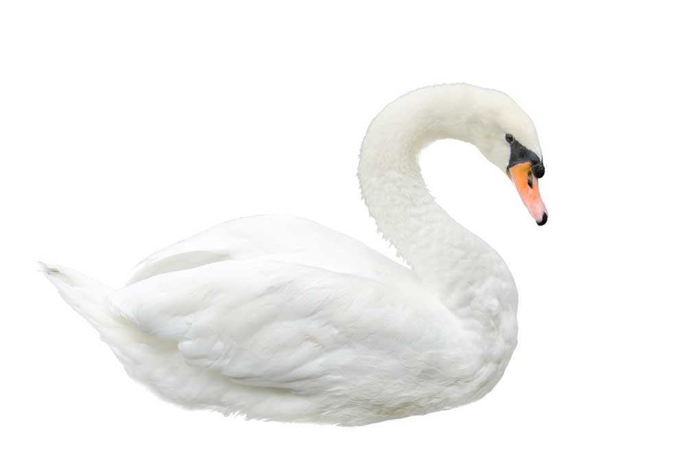 picture of Swan