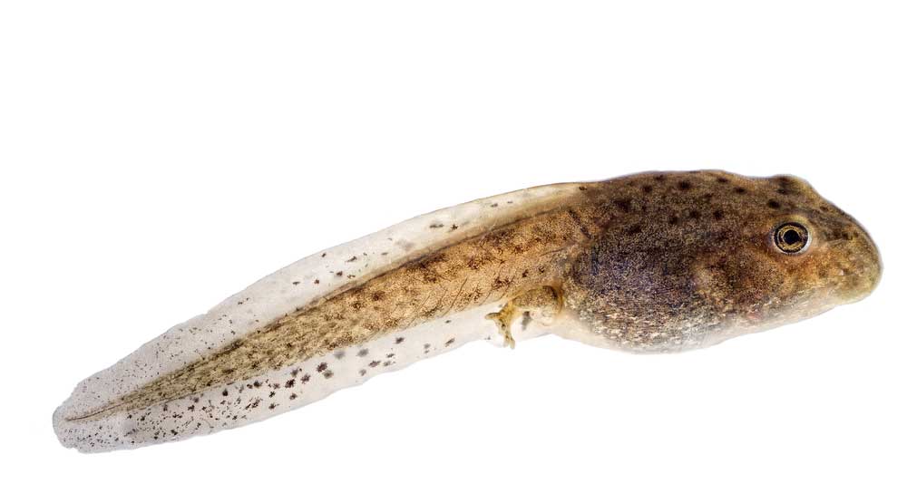 picture of tadpole