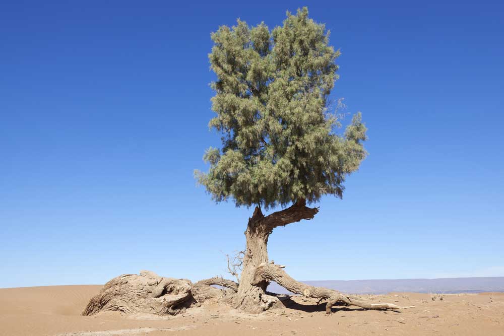 picture of tamarisk