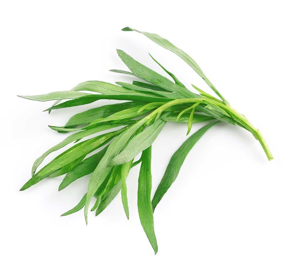 picture of tarragon