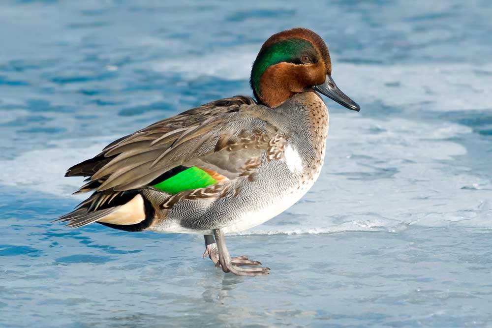 picture of teal