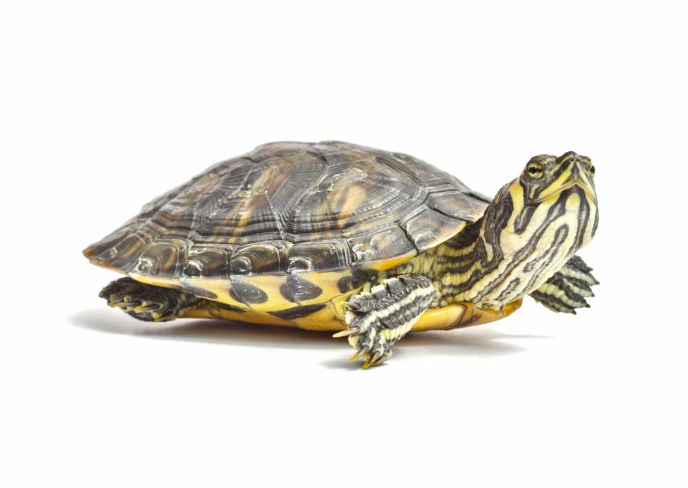 picture of terrapin