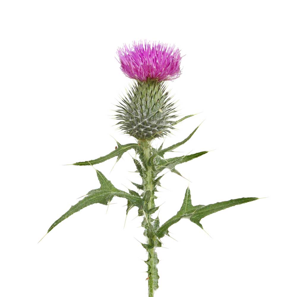 picture of thistle