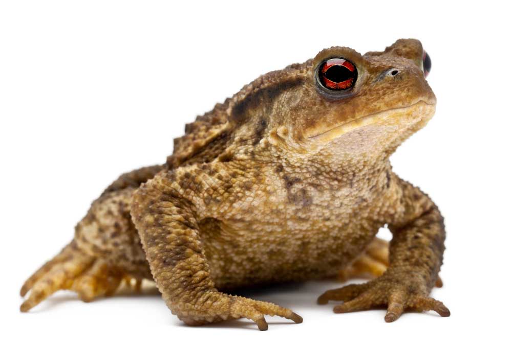 picture of Toad