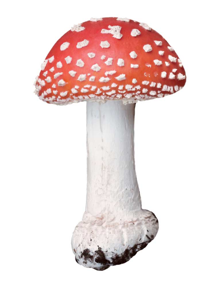 picture of toadstool