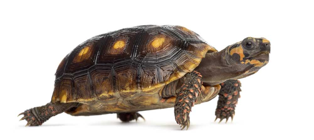 picture of Tortoise