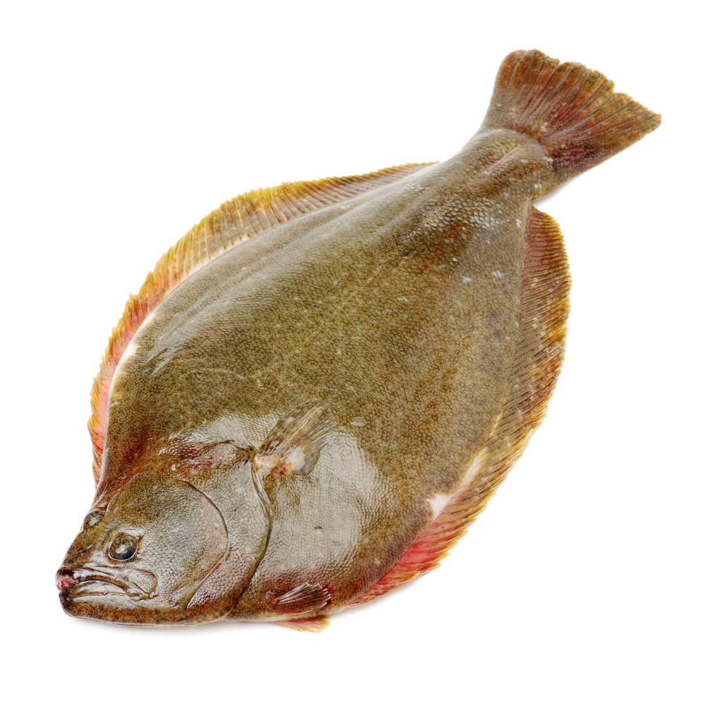 picture of turbot