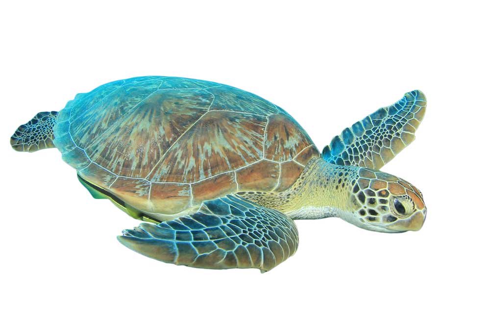 picture of turtle